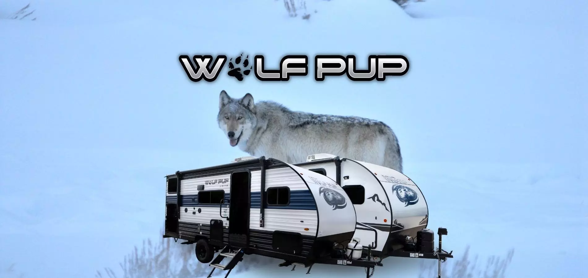 Wolf Pup