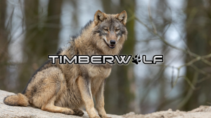 Timberwolf